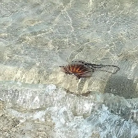 Sogno Al Mare Διαμέρισμα Pedaso
